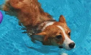狗天生会游泳吗
