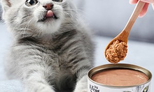 幼猫一天吃多少罐头