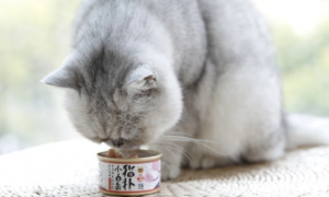 猫罐头隔夜能不能吃