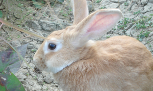 白色羚羊长耳大野兔可以养几年