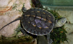 珍珠龟人工饲养环境的要求有哪些
