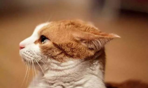 猫飞机耳是什么样子为什么