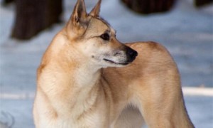 芬兰猎犬的起源和历史