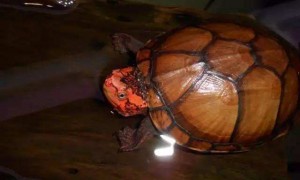 红面泥龟可以深水养吗