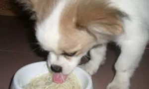 狗能吃面条吗