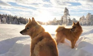 芬兰狐狸犬一般多少钱