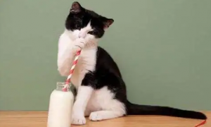 猫能喝牛奶吗