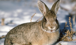 中国野兔多久可以生兔子