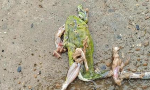 一只保护动物绿蛙不知道被谁压死在马路上了？