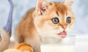 猫咪可以喝纯牛奶吗