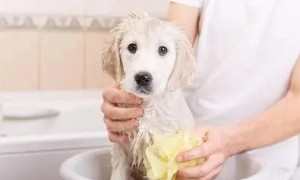 狗狗在夏天可以洗冷水澡吗