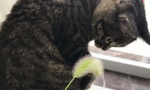 猫咪可以吃狗尾巴草吗有毒吗