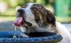 狗狗喝什么水
