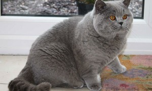 英国短毛猫外形特征
