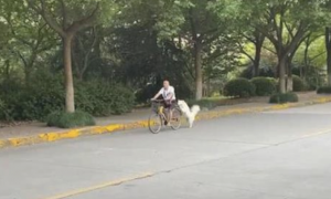 祖父骑自行车全线无需蹬，全靠后面的萨摩耶向前推，好听话的小狗！