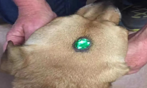 流浪狗头顶被镶了一颗绿宝石，收容所惊呆：谁这么缺德啊！