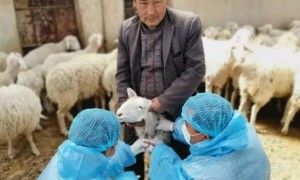江西湖口县大垅乡快速启动重大动物疫病春季防疫工作
