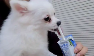 狗狗多大可以喝酸奶