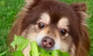 狗能吃芹菜吗