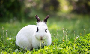 养兔子的具体原则有哪些 饲养环境