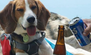 狗狗能喝啤酒么