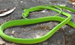 绿瘦蛇会攻击人吗