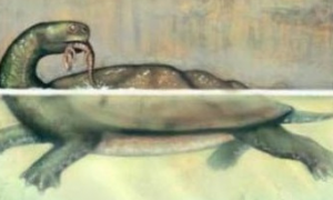 淡水碳龟能活多少年