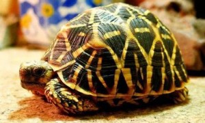 印度星龟可以深水养吗