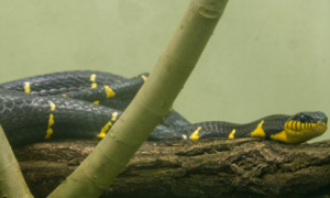 黄环林蛇是保护动物吗