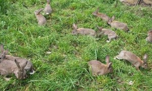 地兔多久可以生兔子
