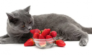 四个月的猫可以吃草莓吗