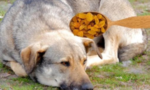 狗能吃葡萄干吗