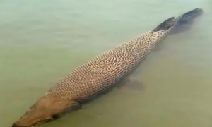 深圳一池现1.3米大鳄雀鳝，除了鲶鱼已无其它鱼，居民：鱼龄10年