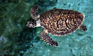 太平洋丽龟雌雄如何辨别