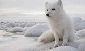 北极狐生活在哪儿