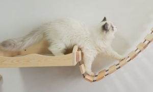 猫爬架可以用什么代替