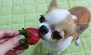 狗可以吃草莓不