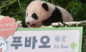 旅韩大熊猫“福宝”3岁生日，招募“一日饲养员助理”，万人争夺