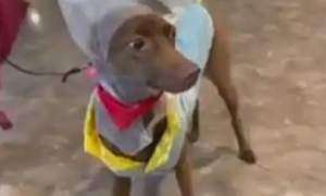 担心狗淋湿给它戴了个帽子，结果……“宁采臣，是你吗？”