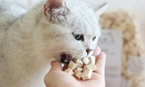 猫吃什么零食比较