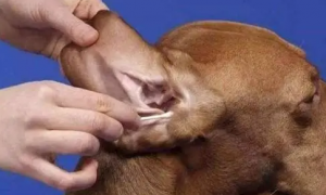 狗患耳炎或耳螨怎么治