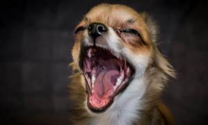 狗狗咳嗽可以吃小孩的咳嗽药吗