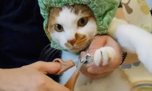 小猫多久剪一次指甲合适