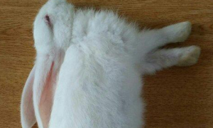 兔子发抖趴着是什么原因