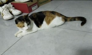 怀孕的猫为什么老趴在地上不动