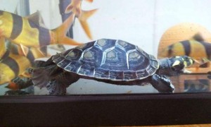 黄头侧颈龟寿命多少年