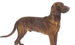 汉诺威猎犬的性格外貌特征
