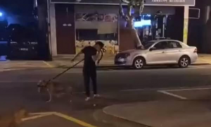 残忍！浙江一男子训练比特犬咬死待产母猫，被路人喝止后加速离开