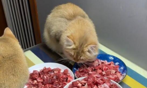 猫能吃牛肉吗