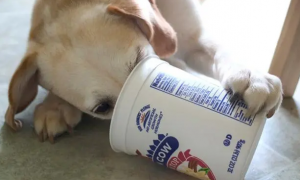 狗狗可以吃酸奶吗?
